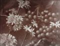 Scowen & Co. - Coffee in Blossom, Ceylon