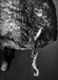 Margaret Bourke-White - The First Mantis (Preying Mantis Series #1)