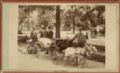 Anonymous - The Mall, Central Park, New York