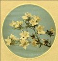 K. Ogawa - Branch of Flowers