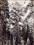 Carleton Watkins or Eadweard Muybridge - Big Tree, California