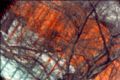 Charles Schwartz - Camera Obscura:  The Gates at 97th Street, Central Park