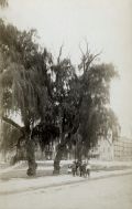 Robert L. Bracklow - Gnarly Willow Trees, 70th Street Near West End Avenue, New York City