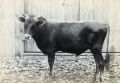 Halbert - Young Prize Bull
