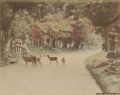Ogawa Kazuma - Kasuga at Nara, Japan