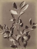 Fratelli Alinari - Still life study of a plant