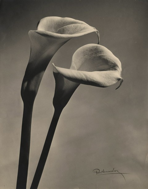 Pierre Auradon, Calla Lilly, 1940s.  At Catherine Couturier Gallery.
