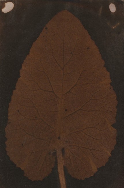 Controversial leaf