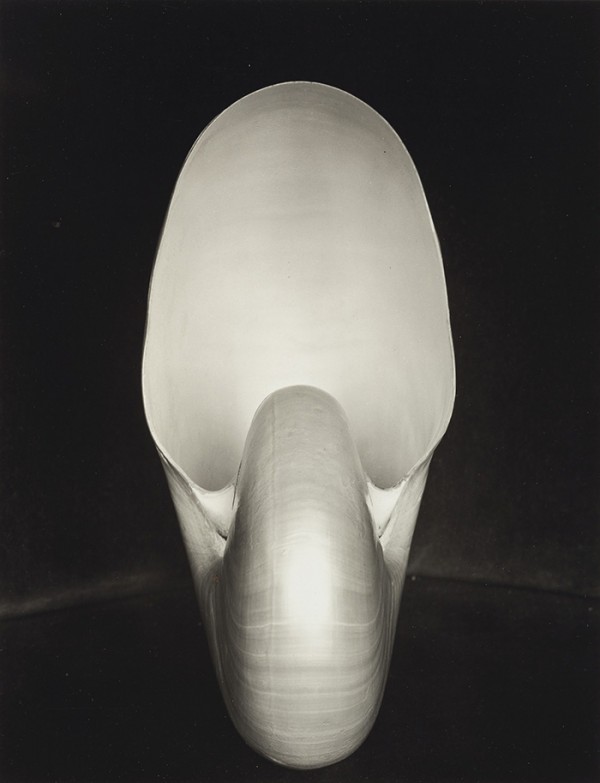 Edward Weston's Shell goes for $233,000. Edward Weston's Shell goes for $233,000.