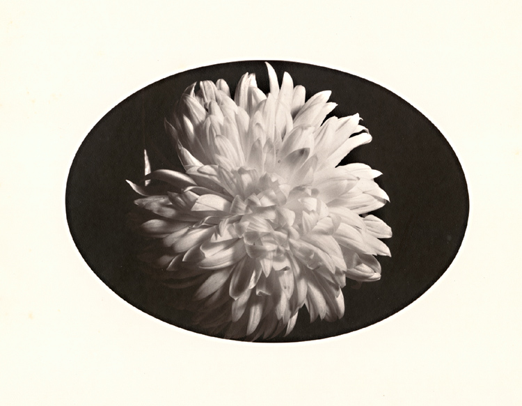George A. Eisenman - Chrysanthemum George A. Eisenman - Chrysanthemum