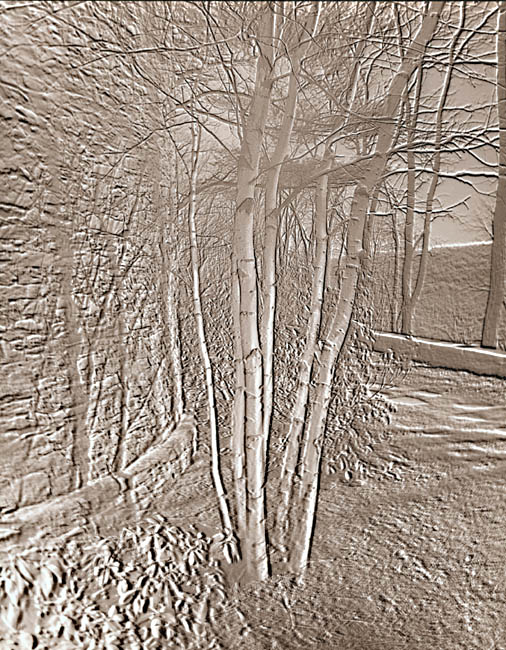 George A. Eisenman - Solarized Trees