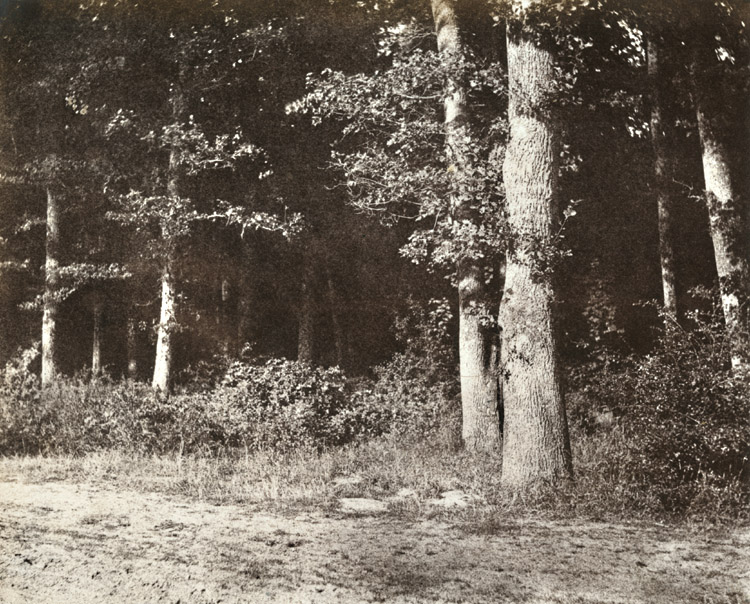 Charles Marville (dit), Charles-François Bossu - Trees