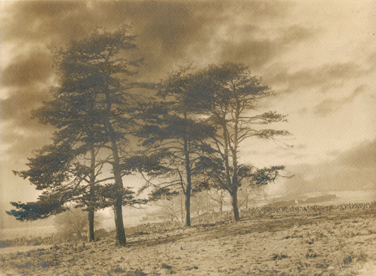 Francis Alfred Bolton - Scottish Pines and Stone Walls