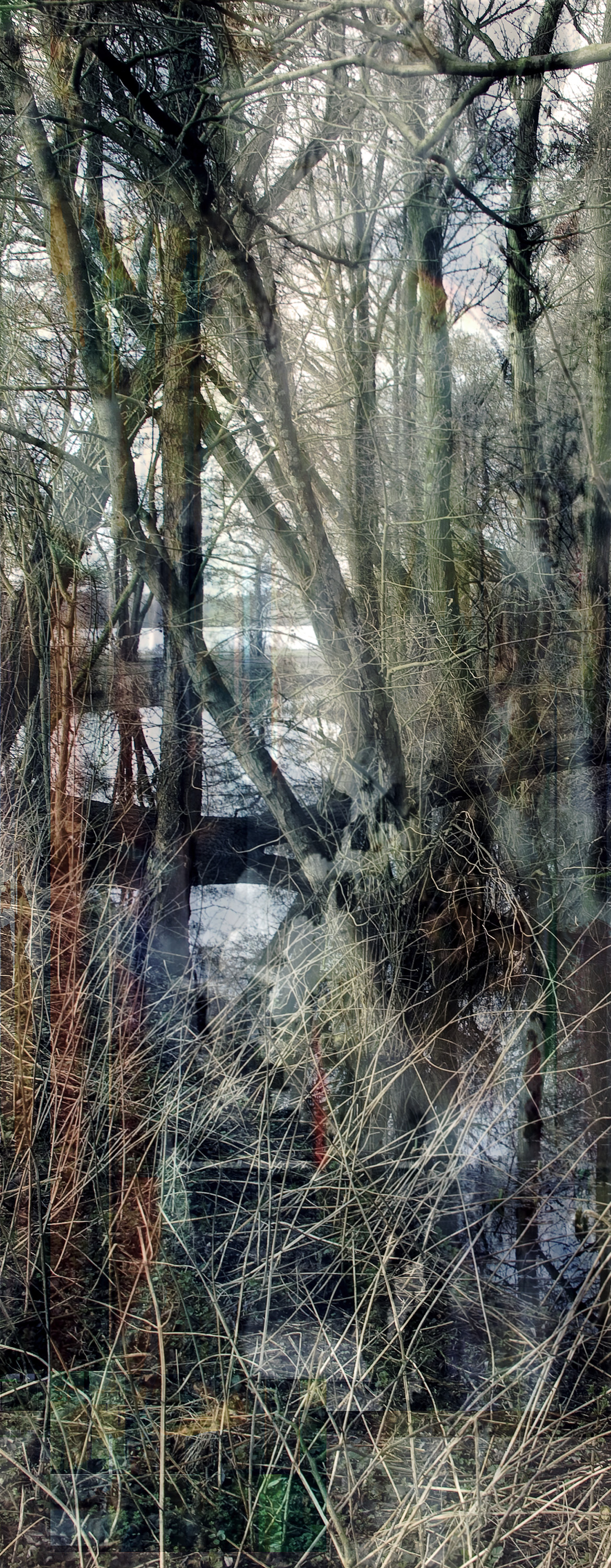 Lisa Holden - Tree III (from Series 