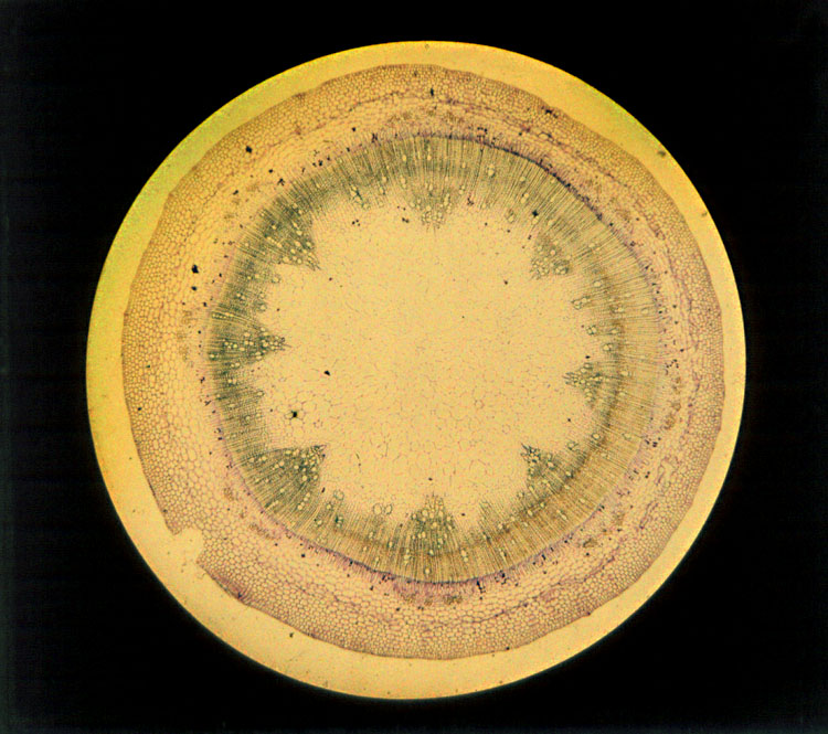 Microscopic Cross-section of a Plant