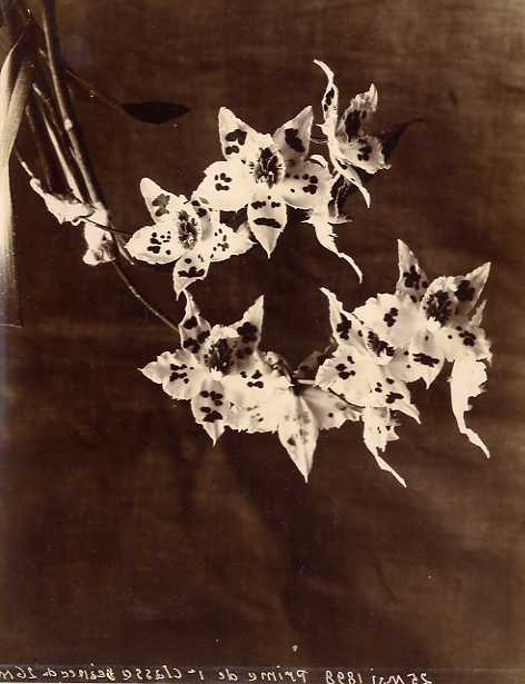 Anonymous (French) - Orchids (Odontoglossum Alexandrae) Anonymous (French) - Orchids (Odontoglossum Alexandrae)