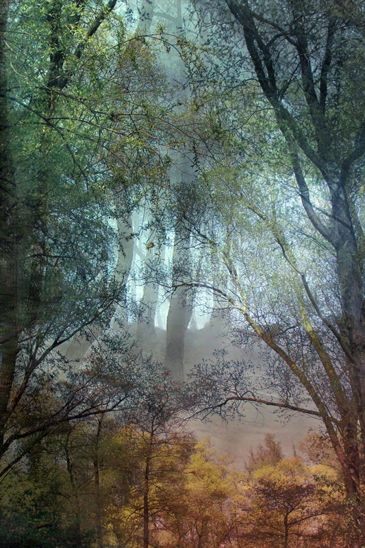 Lisa Holden - Forest (from Series 