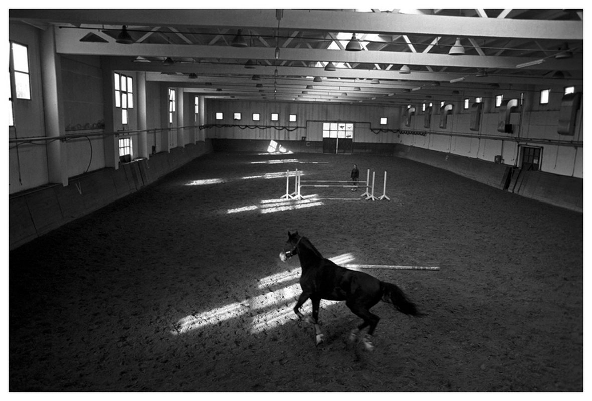 Stanko Abadžic - Horse, Zagreb,Croatia