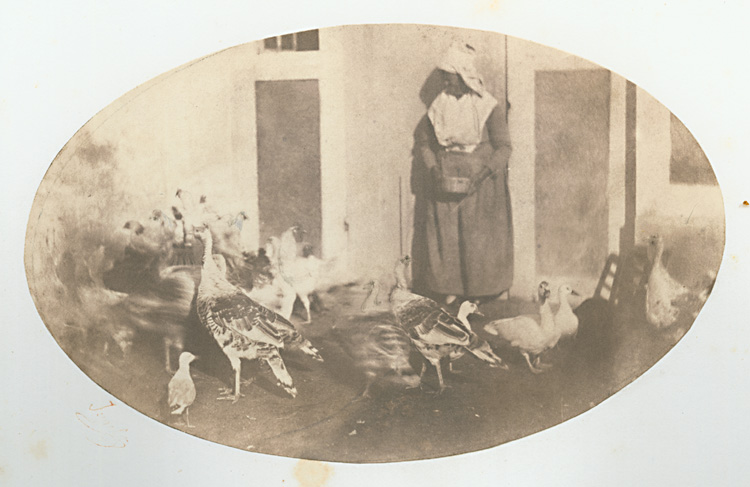 Album of Salt Prints, including Group with Leopard