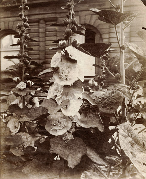 Jean-Eugene-Auguste Atget - Flowers (Hollyhocks) Jean-Eugene-Auguste Atget - Flowers (Hollyhocks)