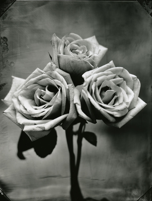 Tom Baril - Three Roses Tom Baril - Three Roses