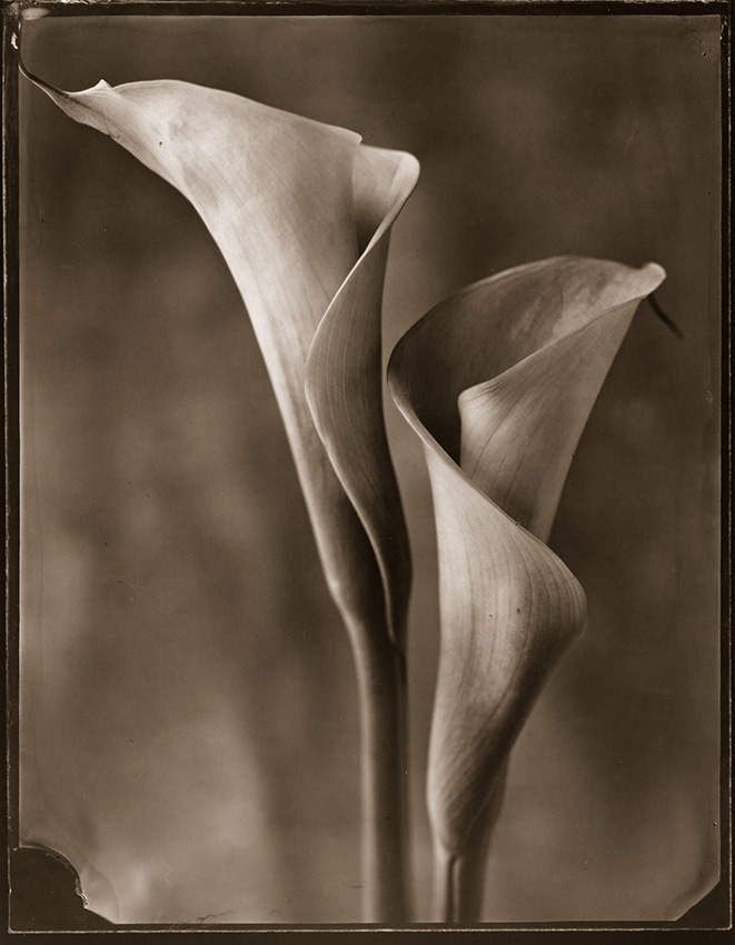 Tom Baril - Two Calla Lilies (Daylight) Tom Baril - Two Calla Lilies (Daylight)
