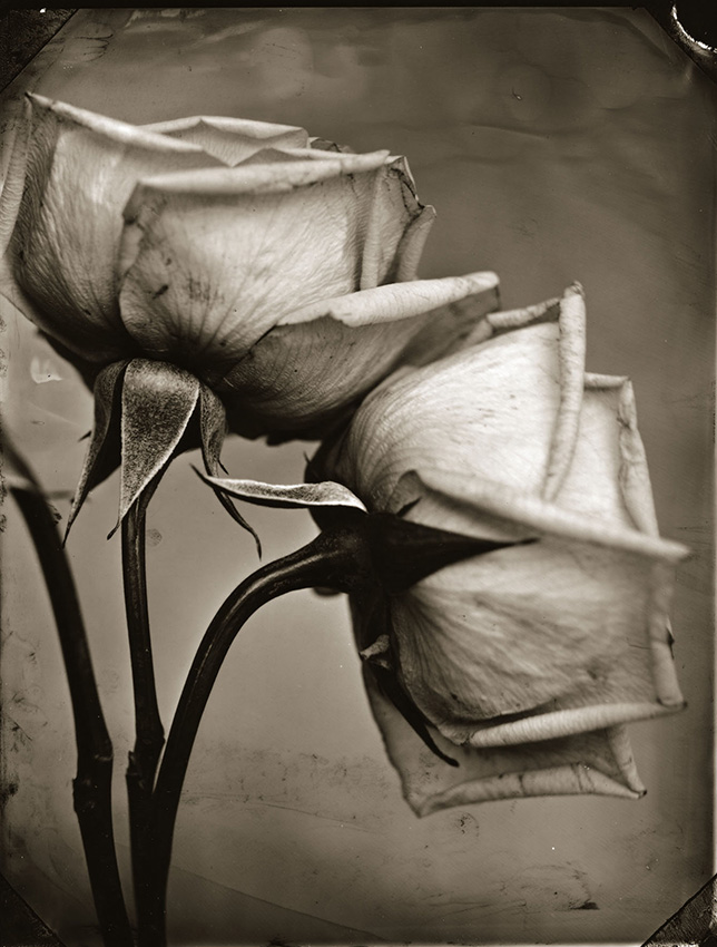 Tom Baril - Two Roses Tom Baril - Two Roses