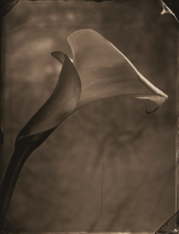Tom Baril - Calla Lily Tom Baril - Calla Lily