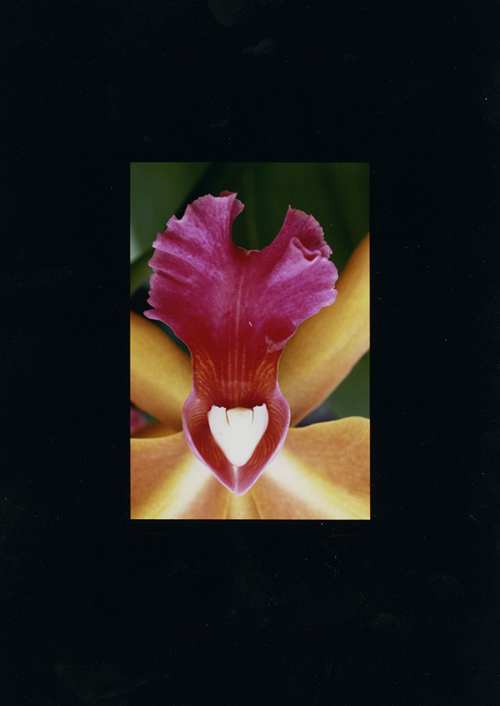 Alfred Eisenstaedt - Orchid