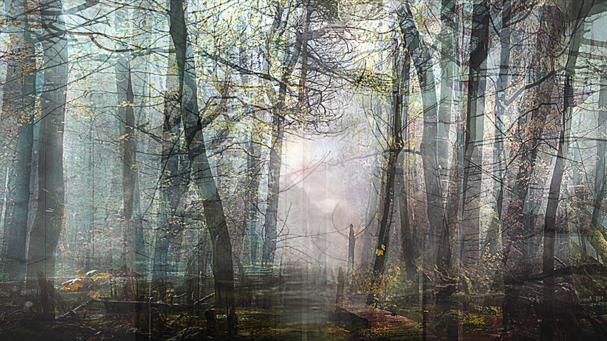 Lisa Holden - Night Forest (from Series 