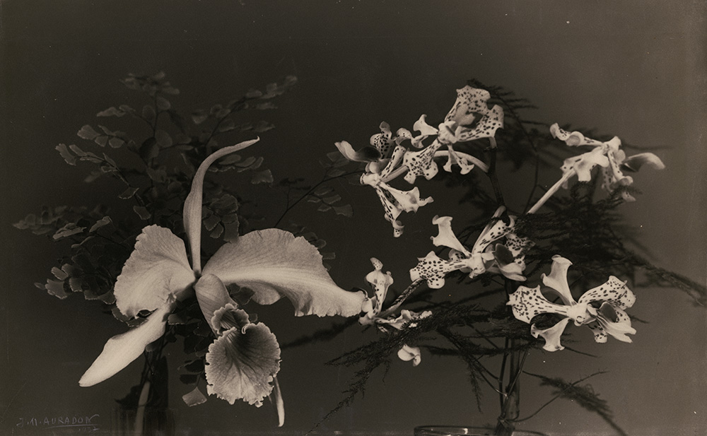 Jean-Marie Auradon - Two Orchids