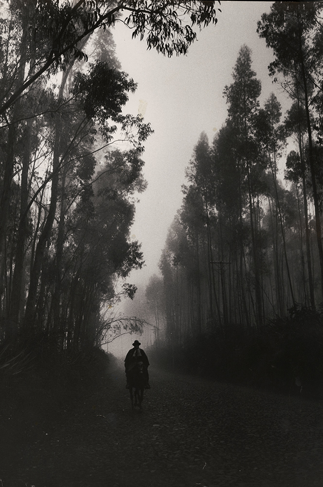 Forested Road, Equador