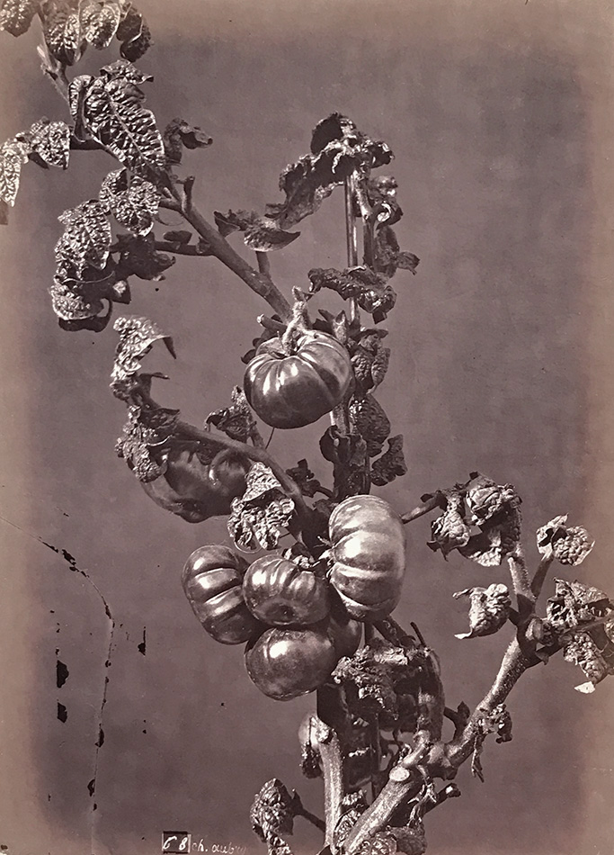 Charles Hippolyte Aubry - Tomatoes