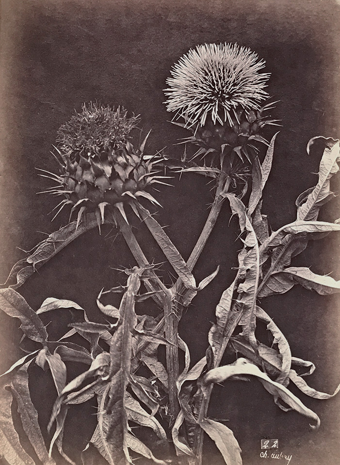 Charles Hippolyte Aubry - Thistles