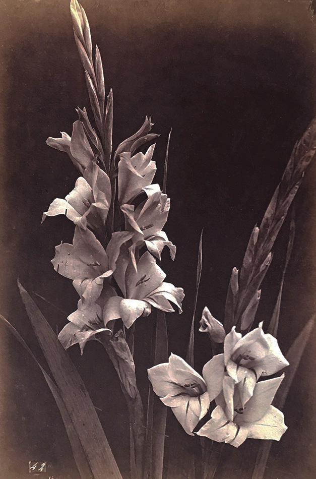 Charles Hippolyte Aubry - Two Gladiolas Charles Hippolyte Aubry - Two Gladiolas