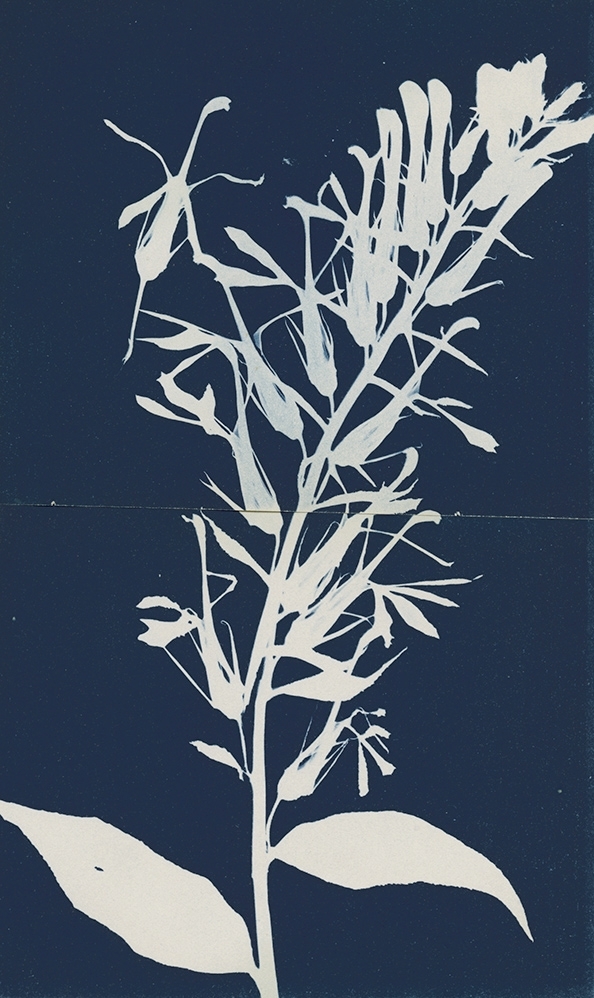 antoinette putman cramer - Flowering Botanical Specimen (Diptych) antoinette putman cramer - Flowering Botanical Specimen (Diptych)