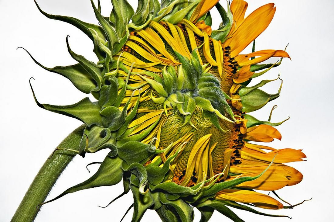 Barbara E. Leven - Two Coves Sunflower