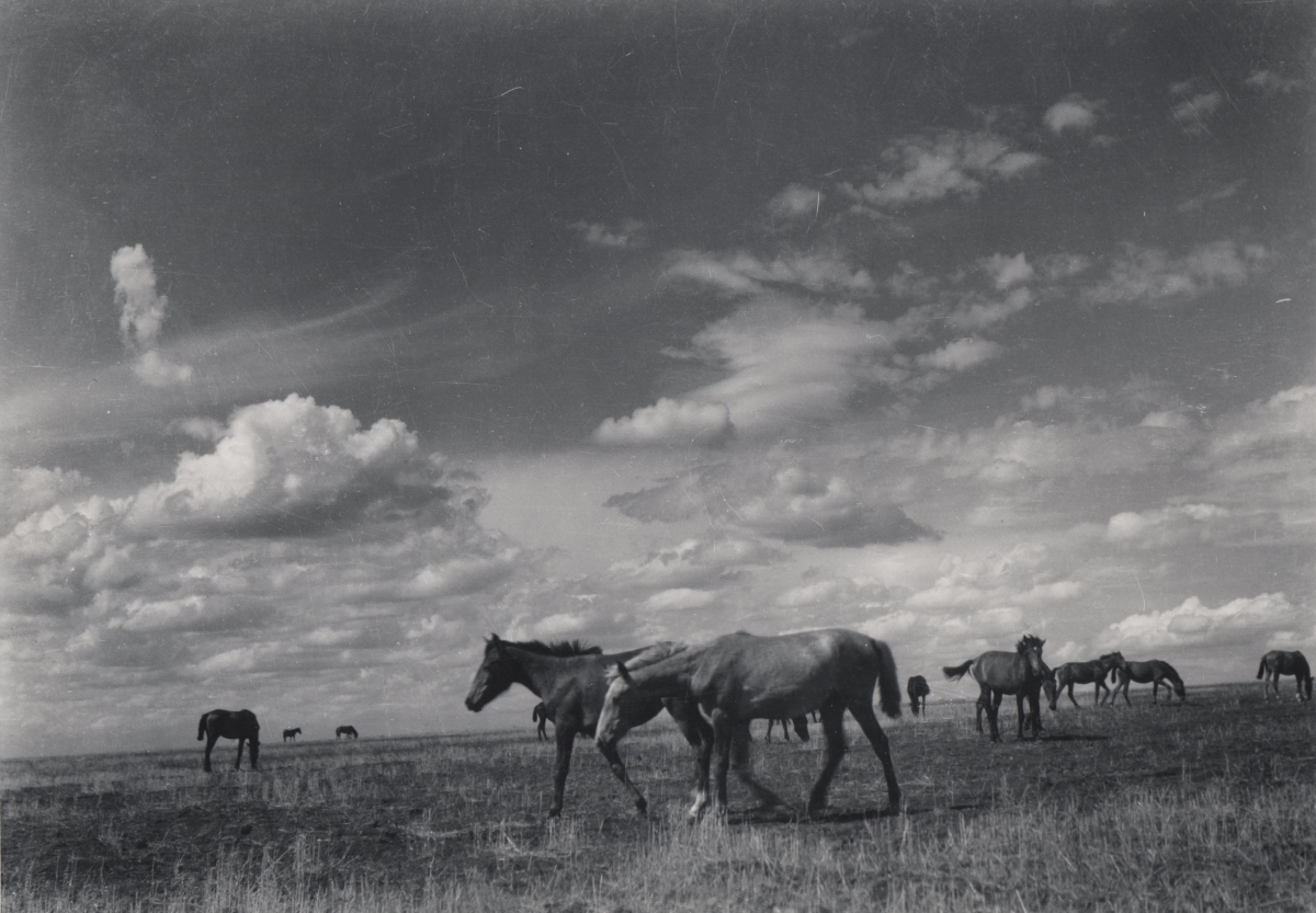 Margaret Bourke-White - Horses, The Steppe, Ukraine Margaret Bourke-White - Horses, The Steppe, Ukraine