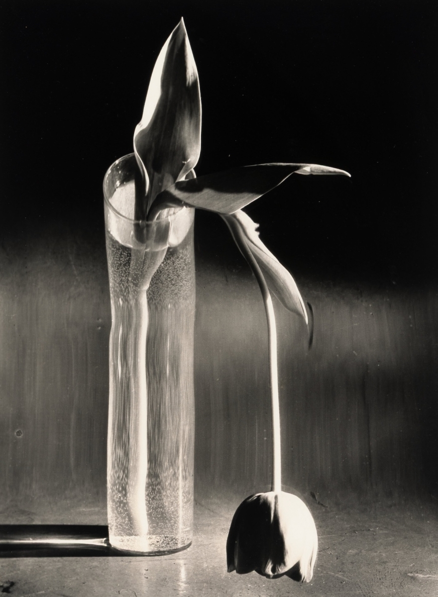 Andre Kertesz - Melancholic Tulip