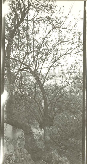 Josef Sudek - Prague Garden