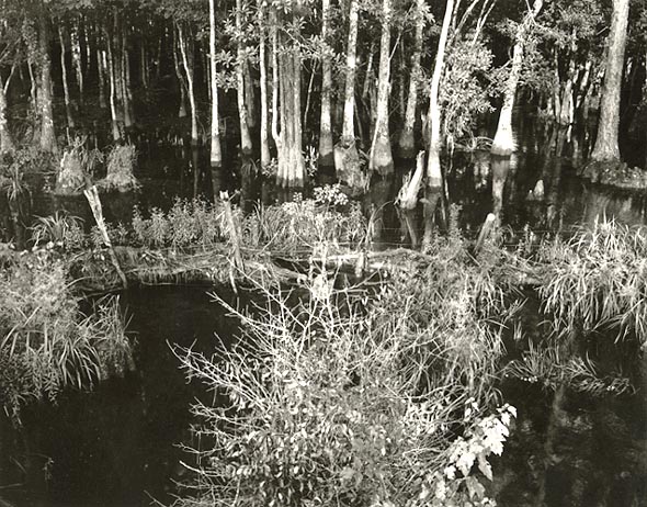 Swamp (Bayou Le Batre), Alabama #3
