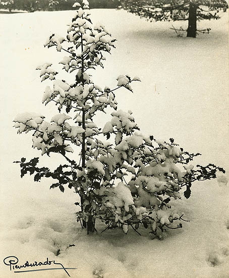 Pierre Auradon - A Holly Tree in Snow