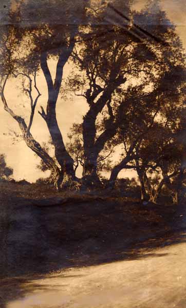Anonymous - Trees, Corfu, Greece