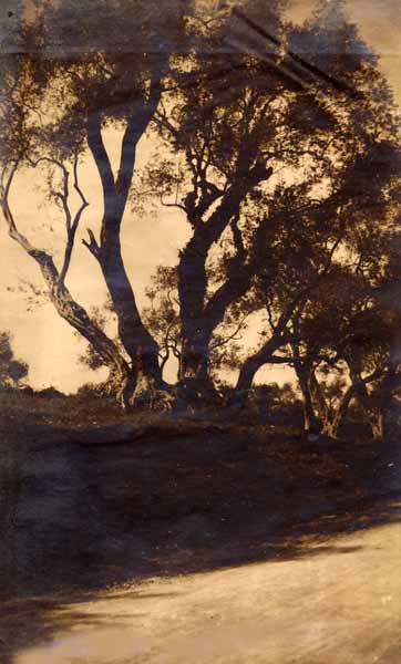 Trees, Corfu, Greece