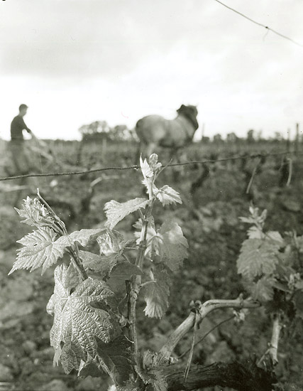 Robert Doisneau - Tilling Grape Vines in the Wine District