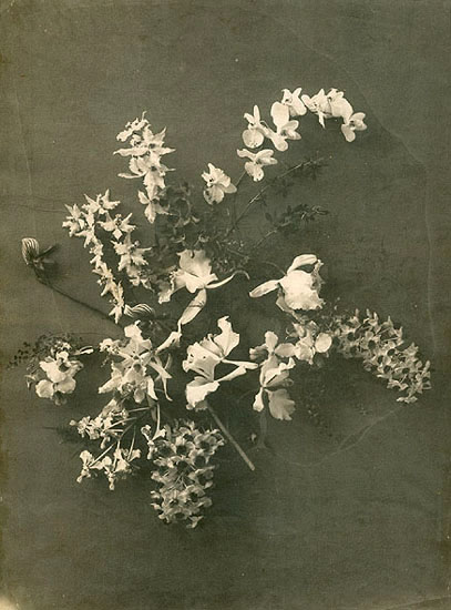 Anonymous - Flower Still Life