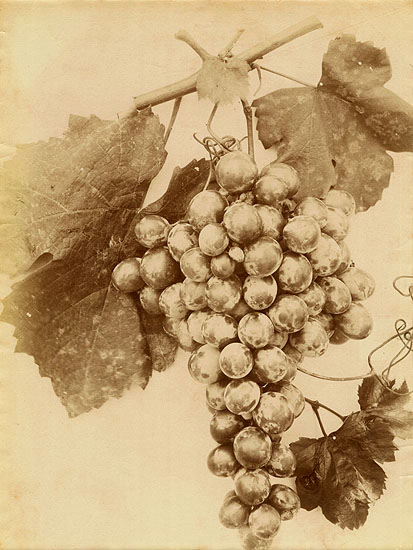 Charles - Grapes (Raisins)