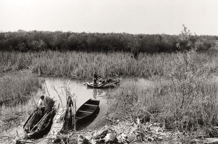 Gianni Berengo Gardin - Reed Cutters in an Italian Landscape