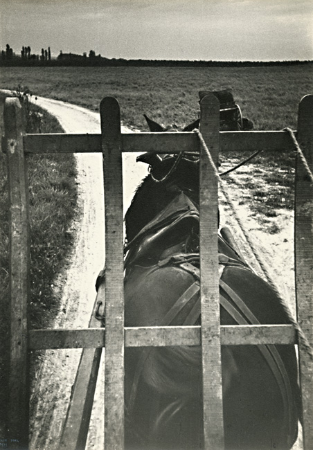 Ilse Bing - Horse Pulling Champagne Grapes Ilse Bing - Horse Pulling Champagne Grapes
