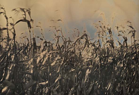 Charlie Schreiner - October Corn